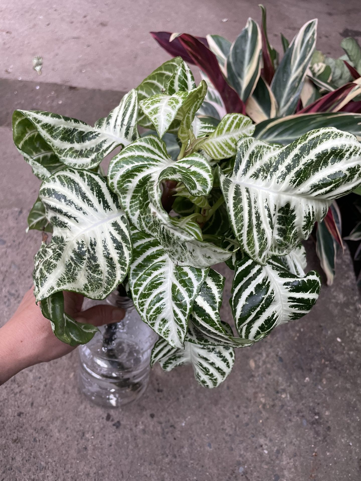 Rare***specialty*** Snow-white Zebra Big Cutting (unrooted), Exact One) 95820