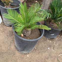 10 Inch Sago Palm