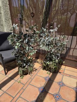 Artificial Plants.  Aprox 38" Tall. $25 Each. $40 For Both