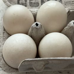 Free Range Duck Eggs!