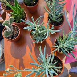 Plants, Nopales