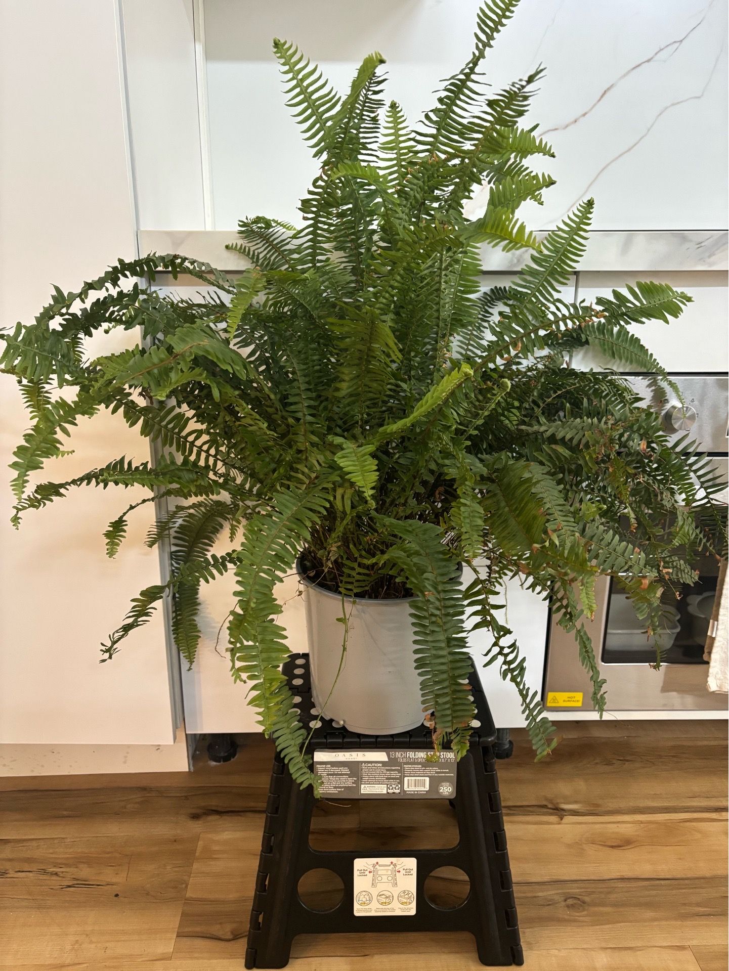 Boston Fern Plant