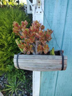 Bonsai Along With 🌵 In A Barrel Type