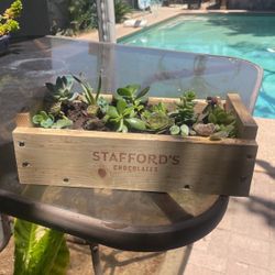 Succulent Box 