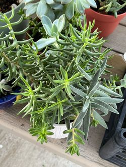 Succulent Mix plant