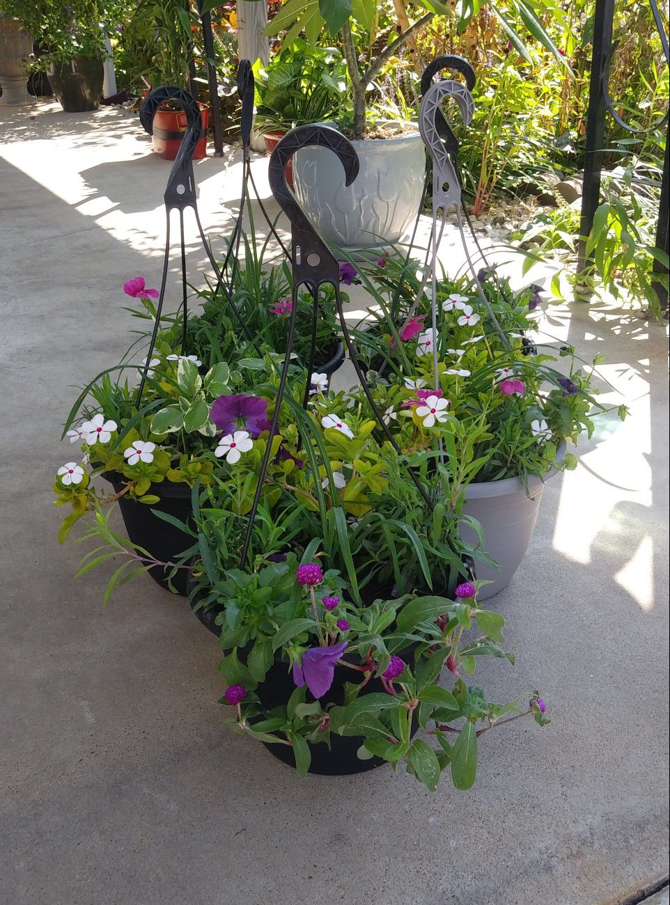 Mix flowers in large hanging pots$13 each pot