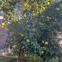 Organic Lemons 