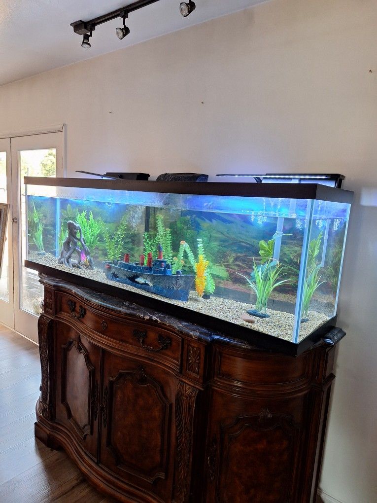 fish Tank
