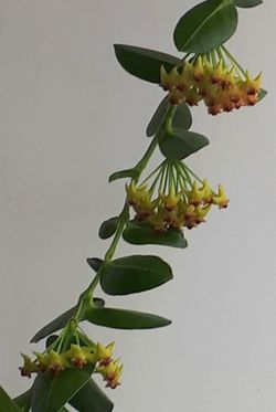 Hoya Cumingiana