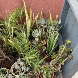 Plant Sale 