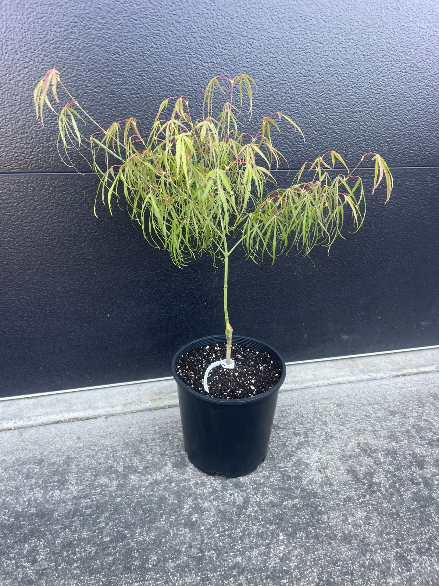 Exotic & Rare Japanese Maple Tree In 2 Gallon Nursery Planter