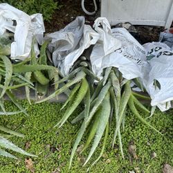 Aloe Plants