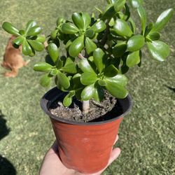 Jade Plant 🪴 