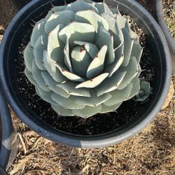 Agave Parry Truncata 25g