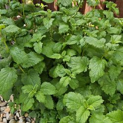 Lemon balm