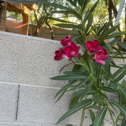 5 Gal Red Oleanders 