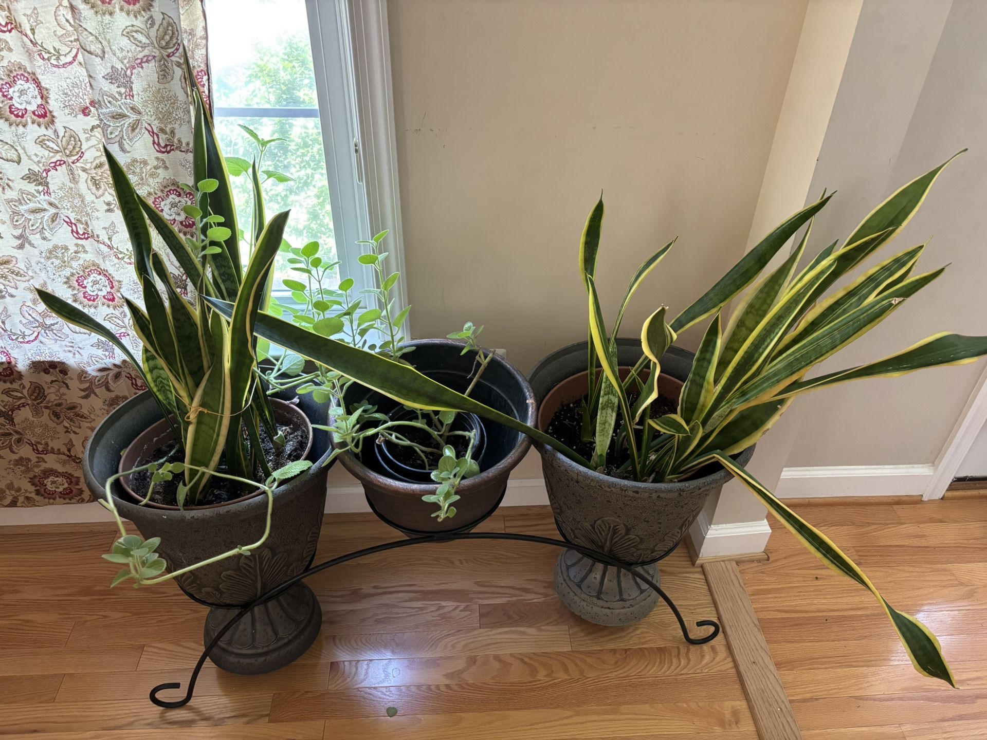 Snake Plants In Pair ( 15 Years Old)