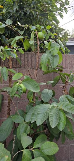 GUAYABA TREES