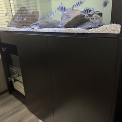 Fish Tank Red Sea 650