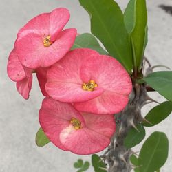 Crown of thorns