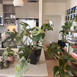 Large Monstera House Plant