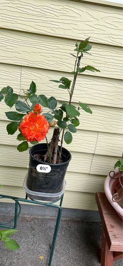 Charisma rose, beautiful, red orange flower native from Pennsylvania Charisma rose, beautiful, red orange flower native from Pennsylvania
