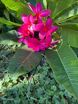 Plumeria cuttings 3 to 4 feet long