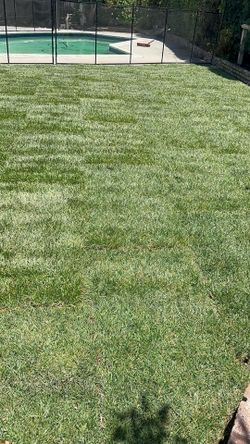 New Sod installation and remove old one $3