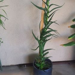 4' High Aloe Vera In Ceramic Pot 