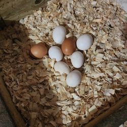 Fresh Farm Eggs 🥚 