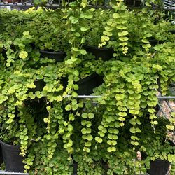 Creeping Jenny One gallon Pots