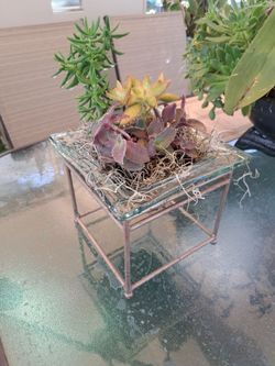 Succulent Glass & Metal standing Succulent Garden