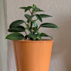 Healthy Beautiful Indoor Plant(Peperomia)
