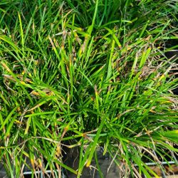 Liriope Grass Flower ColorPurple 1gallon 
