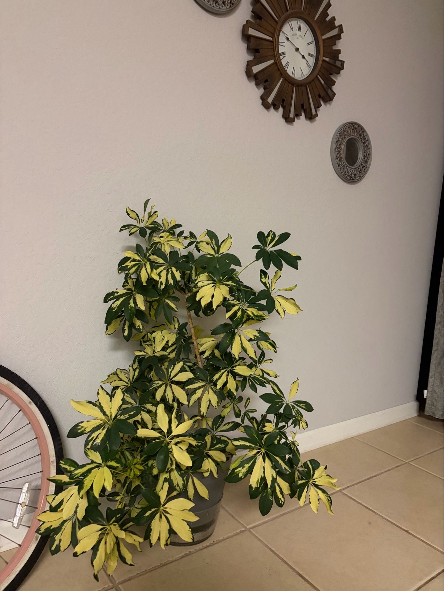 Large Sheflera plant