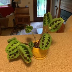 Lovely Prayer Plant in Ceramic Pot