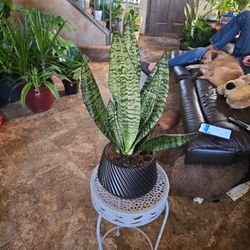 Sansevieria Snake Plant In New 7in Ceramic Pot With Stones 