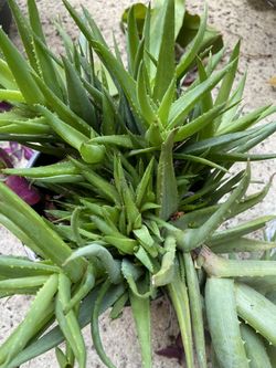 Aloe Vera plant