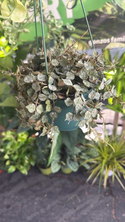 Hoya curtisii