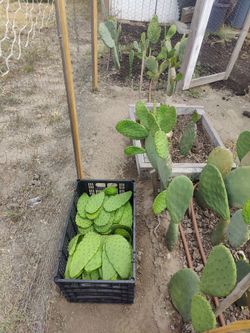 Caja de nopales Orgánicos