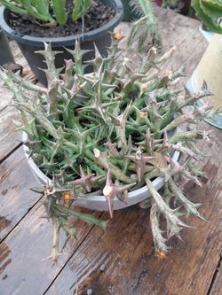 Orbea Schweinfurthii Succulent
