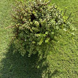 Elephant Bush Plant