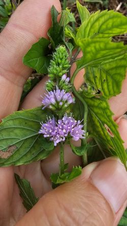 Matured Peppermint Mint Live Plant, 3 Gal