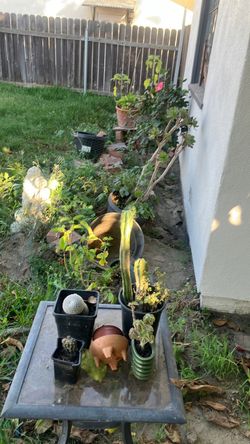 Plants