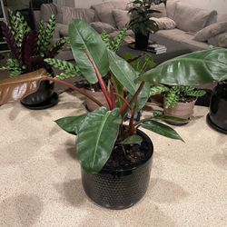 Red Congo Philodendron 