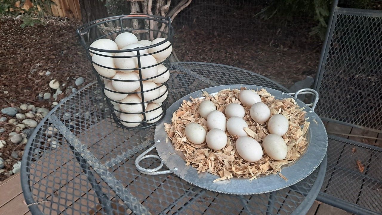 Duck Eggs 