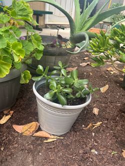 Plant for sale $10 each
