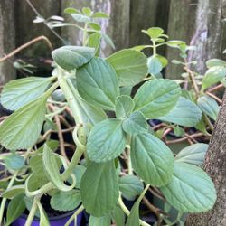 **$3 EACH**Panadol Plant | Scaredy Cat Plant | Boldo in Brazil | Plectoranthus Canus Roth