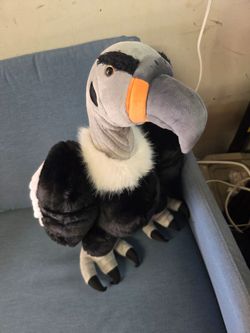 California condor birds ( 2 )