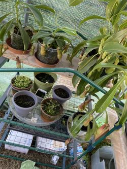 Carnivorous Plant All Types On Sale ! Good Price🔥🔥 🙏🏼